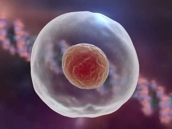 二代试管囊胚能分裂吗